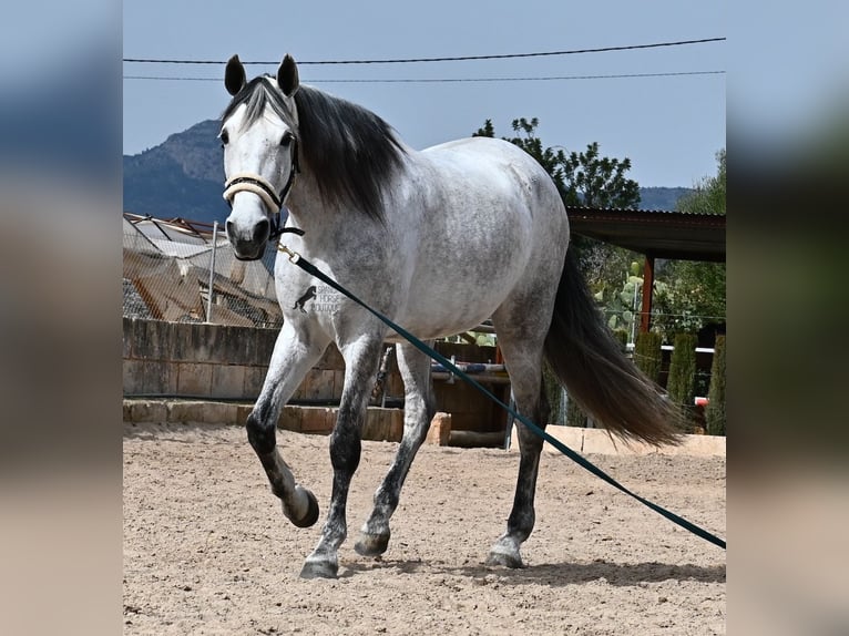 PRE Mestizo Yegua 7 años 165 cm Tordo in Mallorca