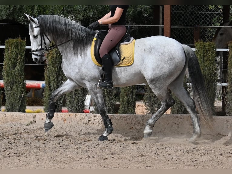 PRE Mestizo Yegua 7 años 165 cm Tordo in Mallorca