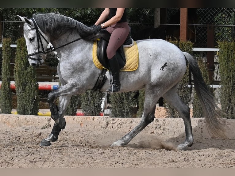 PRE Mestizo Yegua 7 años 165 cm Tordo in Mallorca