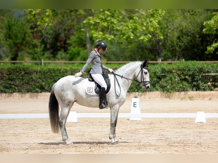 PRE Yegua 7 años 166 cm Tordo in Manacor