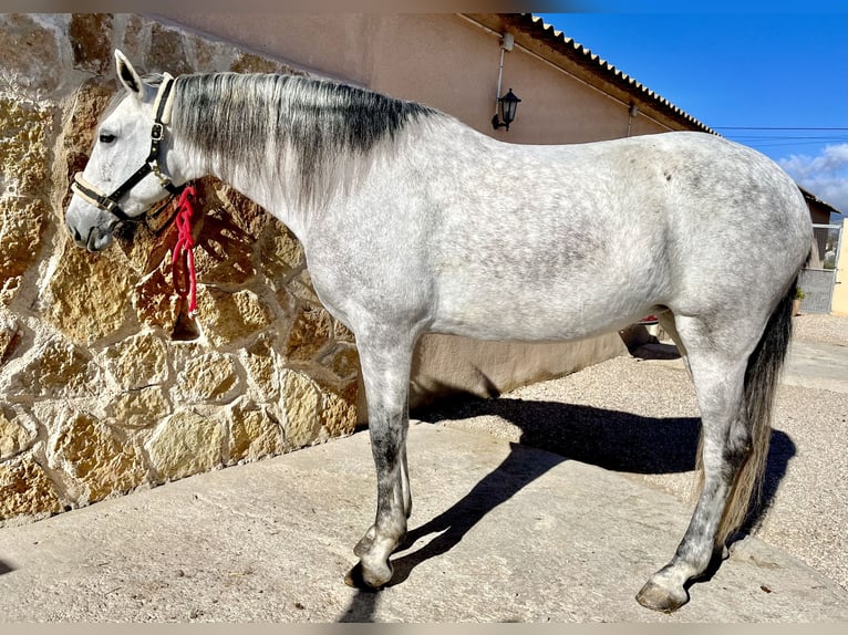 PRE Yegua 7 años 166 cm Tordo in Manacor