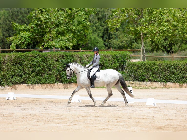 PRE Yegua 7 años 166 cm Tordo in Manacor