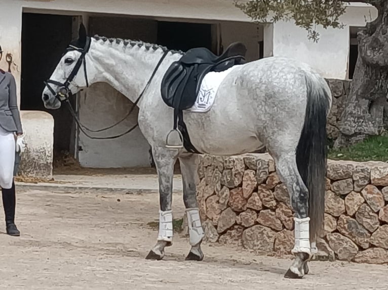 PRE Yegua 7 años 166 cm Tordo in Manacor