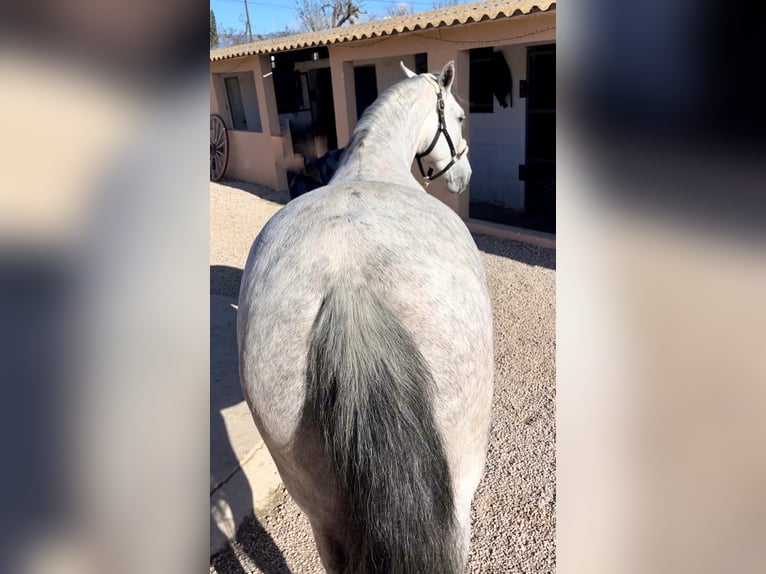 PRE Yegua 7 años 166 cm Tordo in Manacor