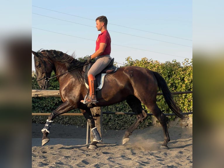 PRE Mestizo Yegua 7 años 167 cm Negro in Galaroza (Huelva)