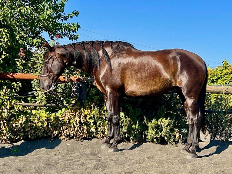 PRE Mestizo Yegua 7 años 167 cm Negro in Galaroza (Huelva)
