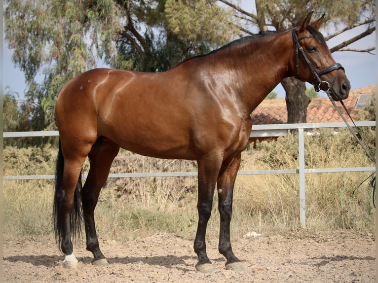 PRE Mestizo Yegua 7 años 168 cm Castaño oscuro in Valencia