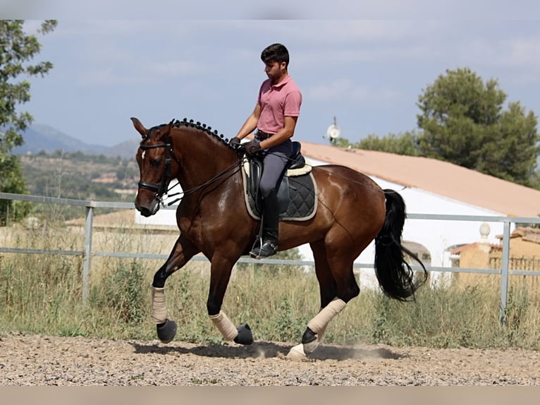 PRE Mestizo Yegua 7 años 168 cm Castaño oscuro in Valencia