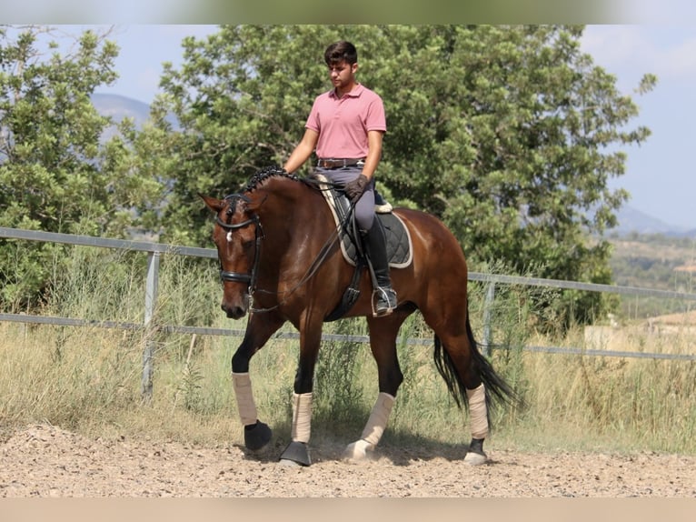 PRE Mestizo Yegua 7 años 168 cm Castaño oscuro in Valencia