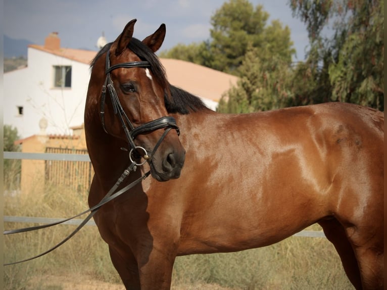 PRE Mestizo Yegua 7 años 168 cm Castaño oscuro in Valencia