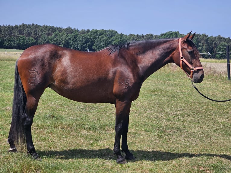 PRE Mestizo Yegua 7 años 169 cm Castaño in Herzogenaurach