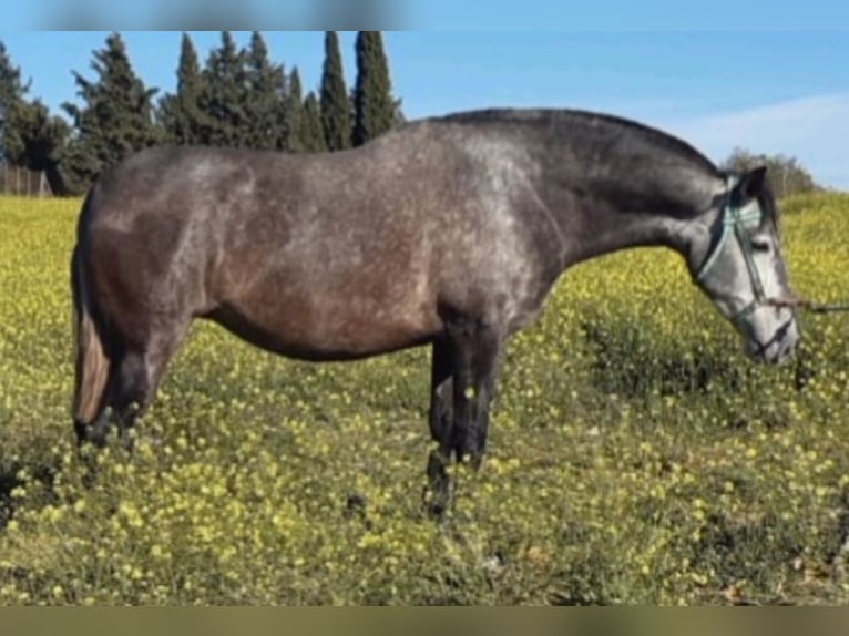 PRE Mestizo Yegua 7 años 171 cm Tordo in Estepa