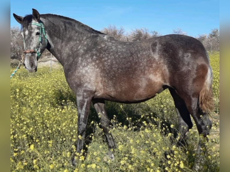 PRE Mestizo Yegua 7 años 171 cm Tordo in Estepa