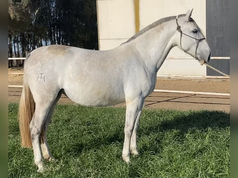 PRE Mestizo Yegua 7 años 171 cm Tordo in Fuentes De Andalucia