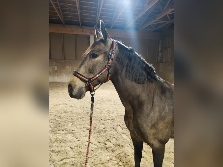 PRE Mestizo Yegua 8 años 160 cm Bayo in Hohenbrunn