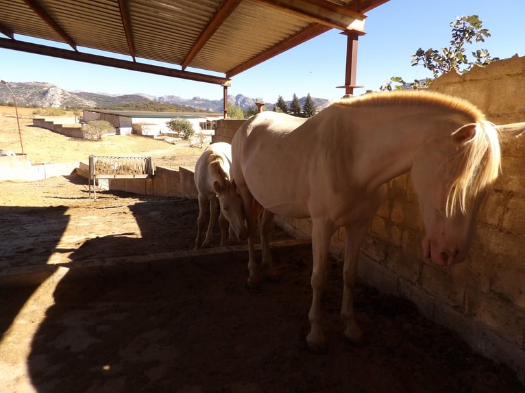 PRE Yegua 8 años 160 cm Perla in Rietberg