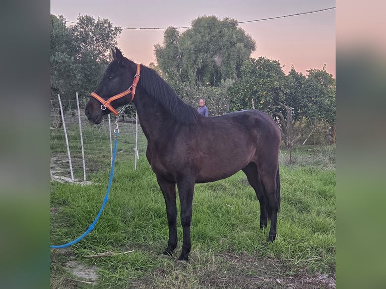 PRE Yegua 8 años 161 cm Negro in Vejer de la Frontera