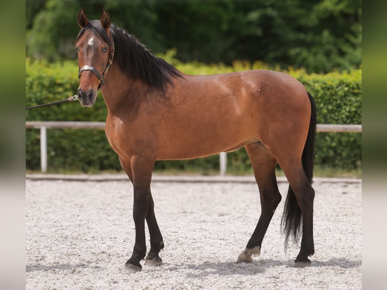 PRE Mestizo Yegua 8 años 162 cm Castaño in Neustadt (Wied)