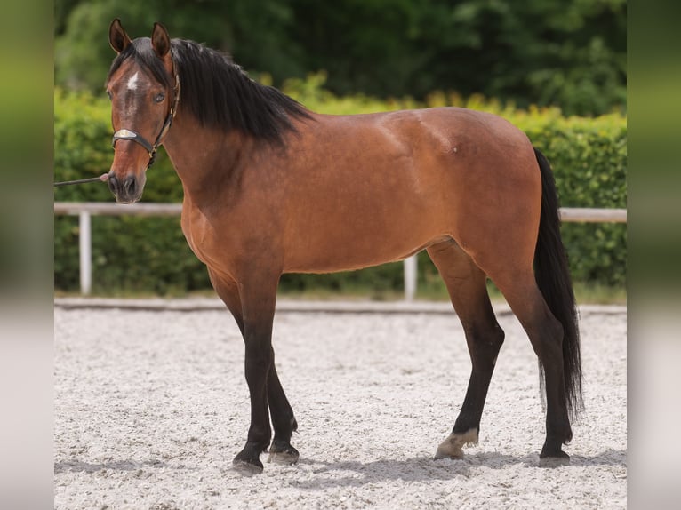 PRE Mestizo Yegua 8 años 162 cm Castaño in Neustadt (Wied)