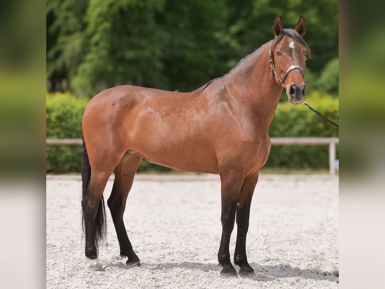 PRE Mestizo Yegua 8 años 162 cm Castaño in Neustadt (Wied)