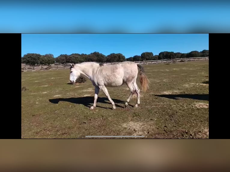 PRE Mestizo Yegua 8 años 162 cm Castaño in Galaroza (Huelva)