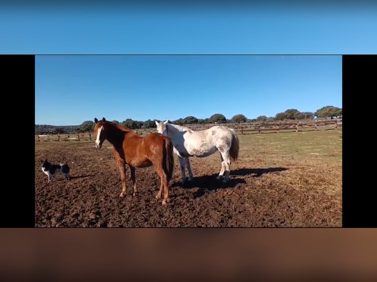 PRE Mestizo Yegua 8 años 162 cm Castaño in Galaroza (Huelva)