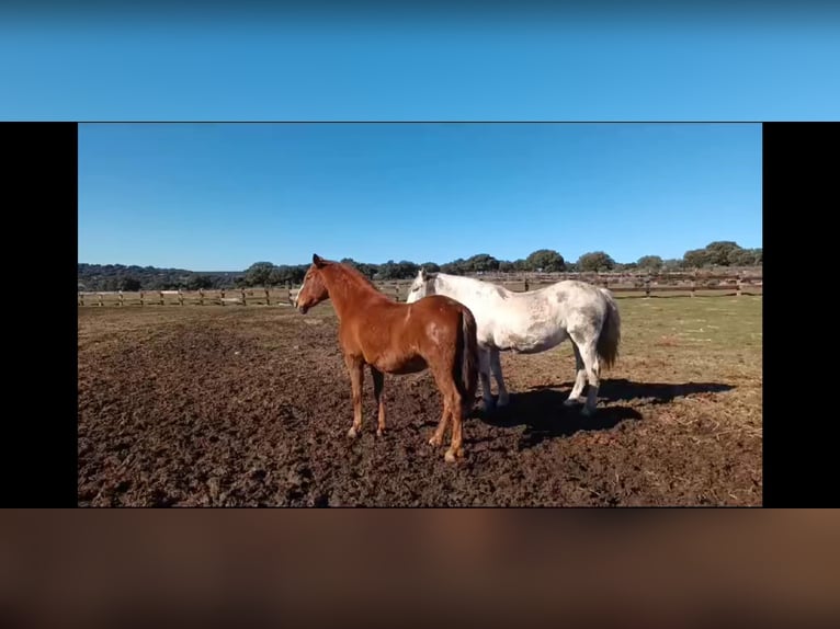 PRE Mestizo Yegua 8 años 162 cm Castaño in Galaroza (Huelva)