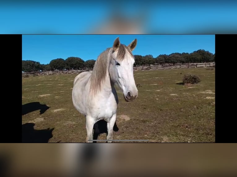 PRE Mestizo Yegua 8 años 162 cm Castaño in Galaroza (Huelva)