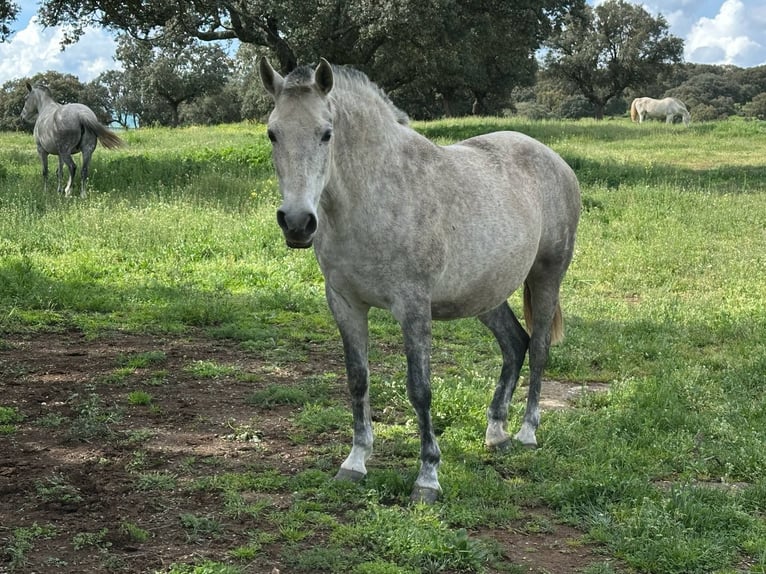 PRE Mestizo Yegua 8 años 162 cm Castaño in Galaroza (Huelva)