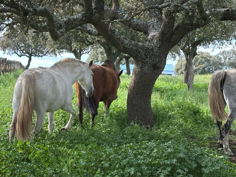 PRE Mestizo Yegua 8 años 162 cm Castaño in Galaroza (Huelva)