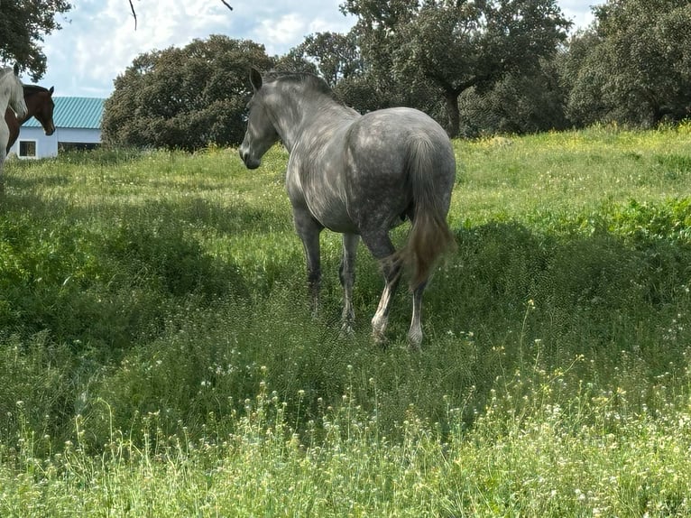 PRE Mestizo Yegua 8 años 162 cm Castaño in Galaroza (Huelva)