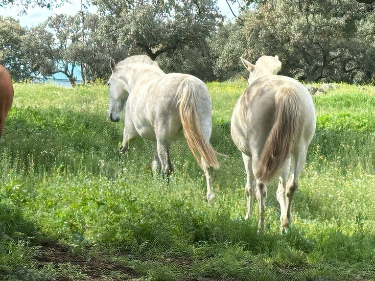 PRE Mestizo Yegua 8 años 162 cm Castaño in Galaroza (Huelva)