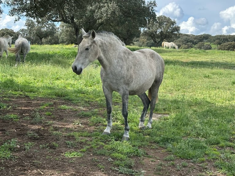 PRE Mestizo Yegua 8 años 162 cm Castaño in Galaroza (Huelva)