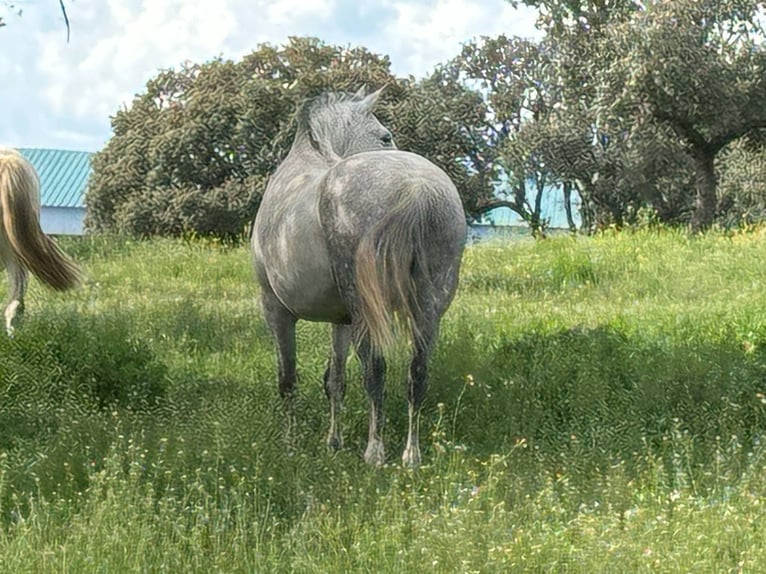 PRE Mestizo Yegua 8 años 162 cm Castaño in Galaroza (Huelva)
