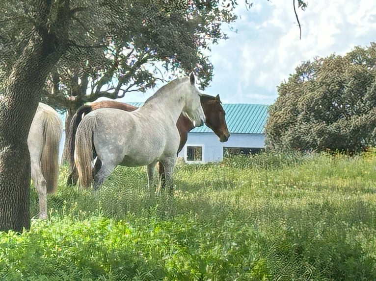 PRE Mestizo Yegua 8 años 162 cm Castaño in Galaroza (Huelva)