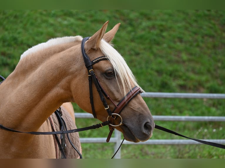 PRE Mestizo Yegua 8 años 162 cm Perlino in Klettgau