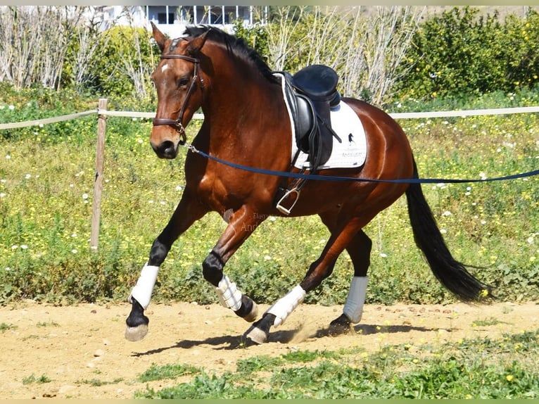 PRE Mestizo Yegua 8 años 163 cm Castaño in Provinz Malaga