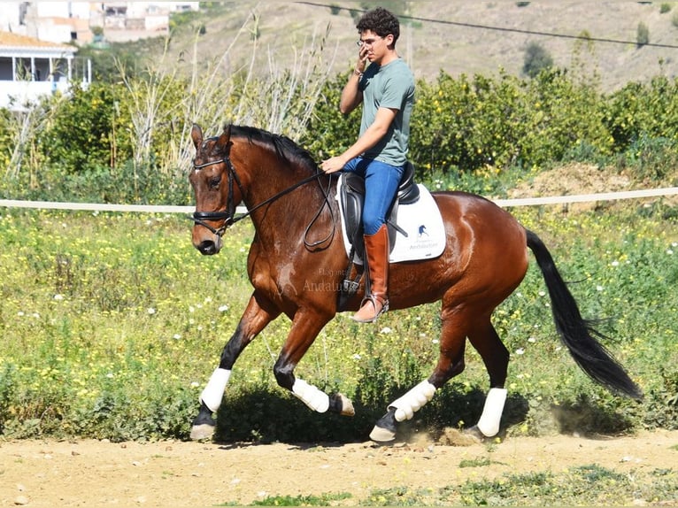 PRE Mestizo Yegua 8 años 163 cm Castaño in Provinz Malaga