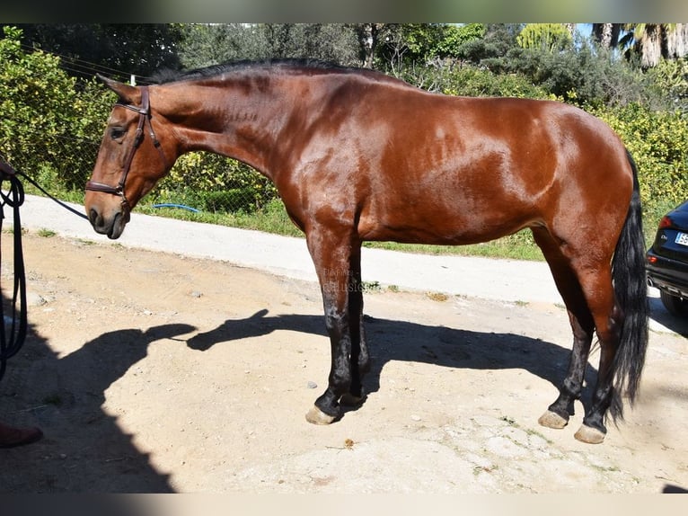 PRE Mestizo Yegua 8 años 163 cm Castaño in Provinz Malaga