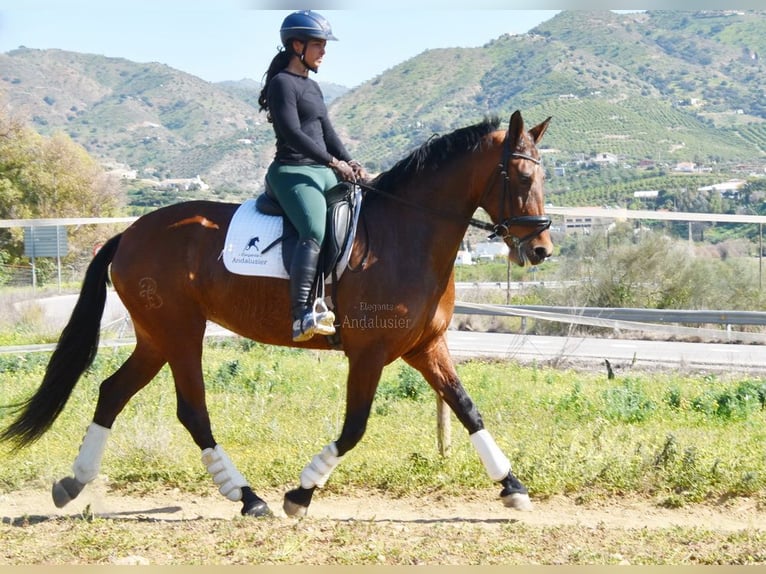 PRE Mestizo Yegua 8 años 163 cm Castaño in Provinz Malaga