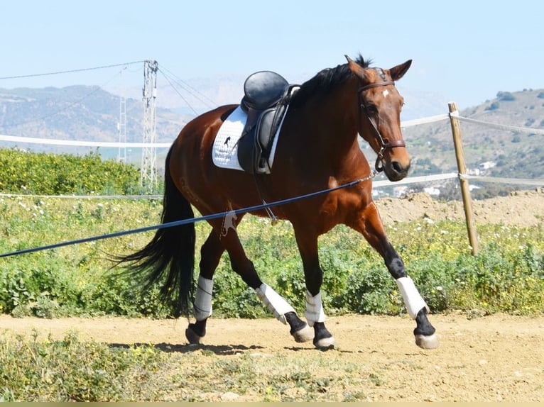 PRE Mestizo Yegua 8 años 163 cm Castaño in Provinz Malaga