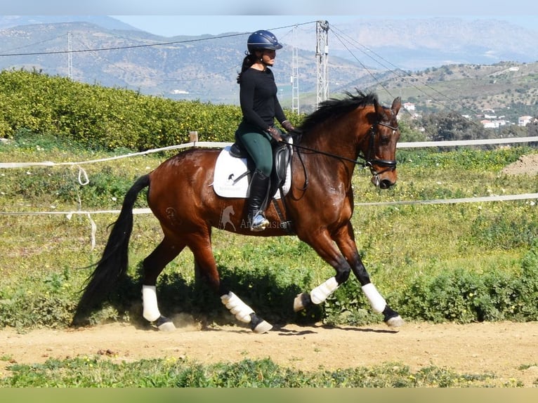 PRE Mestizo Yegua 8 años 163 cm Castaño in Provinz Malaga