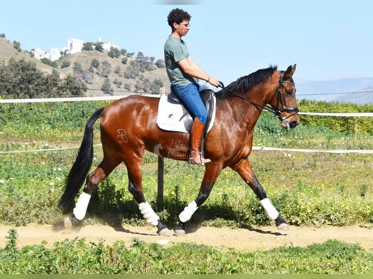 PRE Mestizo Yegua 8 años 163 cm Castaño in Provinz Malaga