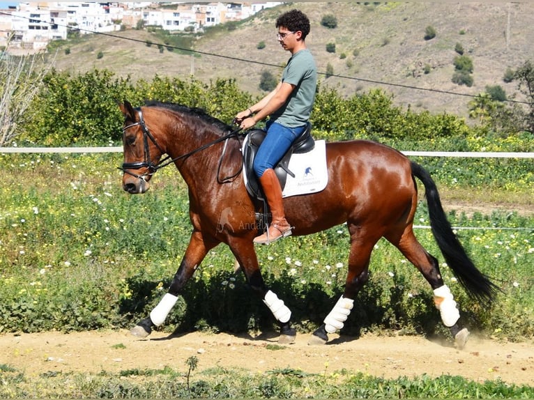 PRE Mestizo Yegua 8 años 163 cm Castaño in Provinz Malaga