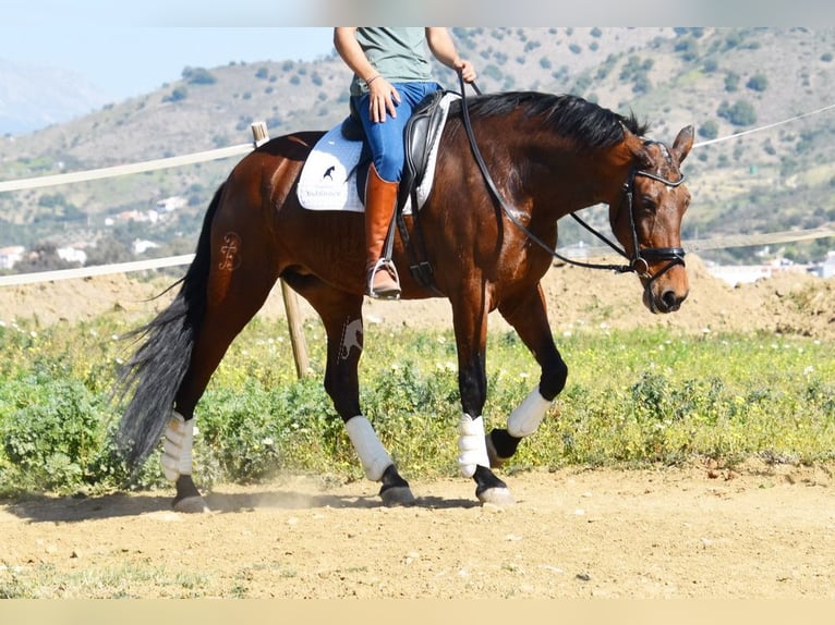 PRE Mestizo Yegua 8 años 163 cm Castaño in Provinz Malaga