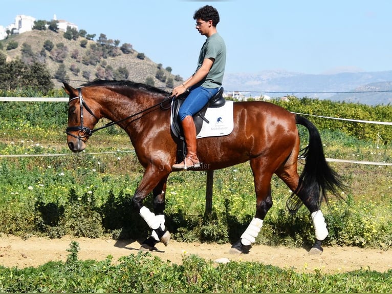 PRE Mestizo Yegua 8 años 163 cm Castaño in Provinz Malaga