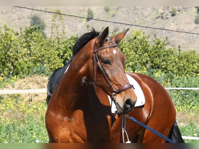 PRE Mestizo Yegua 8 años 163 cm Castaño in Provinz Malaga