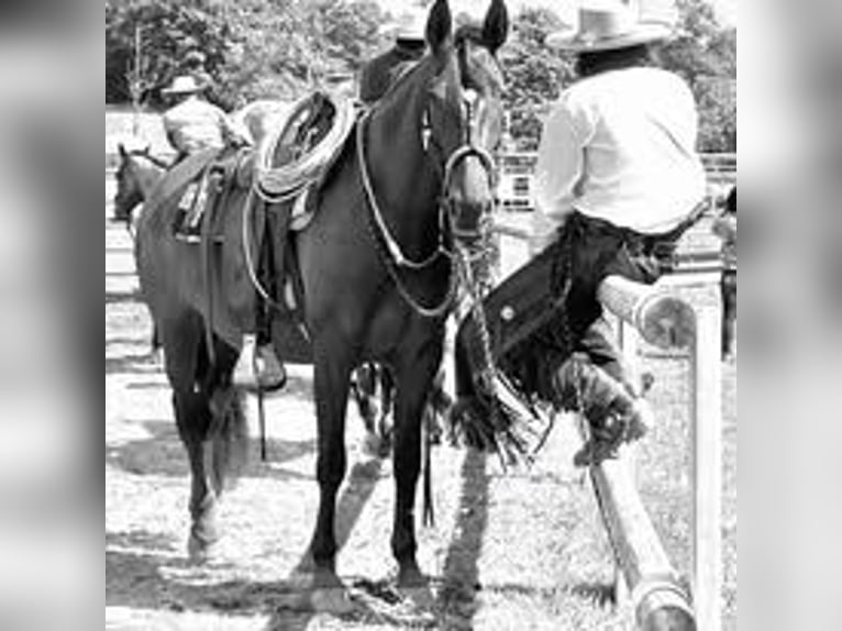 PRE Mestizo Yegua 8 años 164 cm Castaño in Mittelstetten