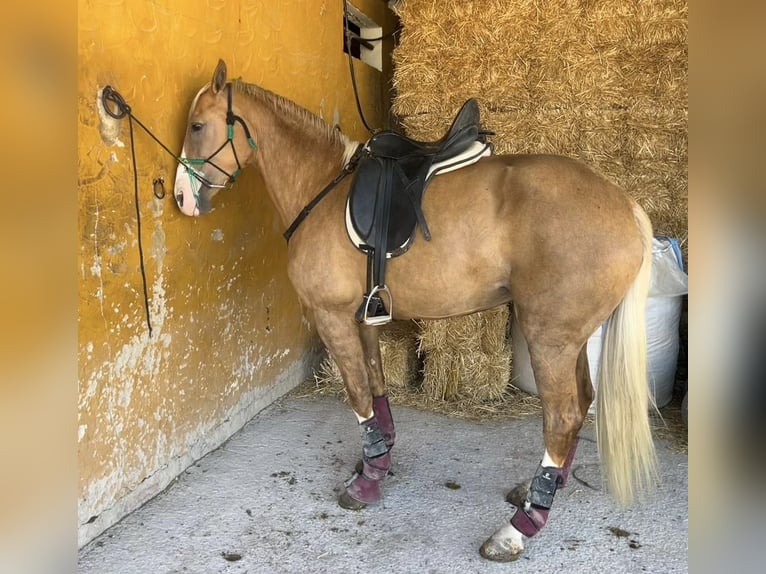 PRE Mestizo Yegua 8 años 164 cm Palomino in Malaga