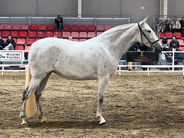 PRE Mestizo Yegua 8 años 165 cm Tordo in Villanova Canavese